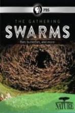 Nature The Gathering Swarms ( 2014 )